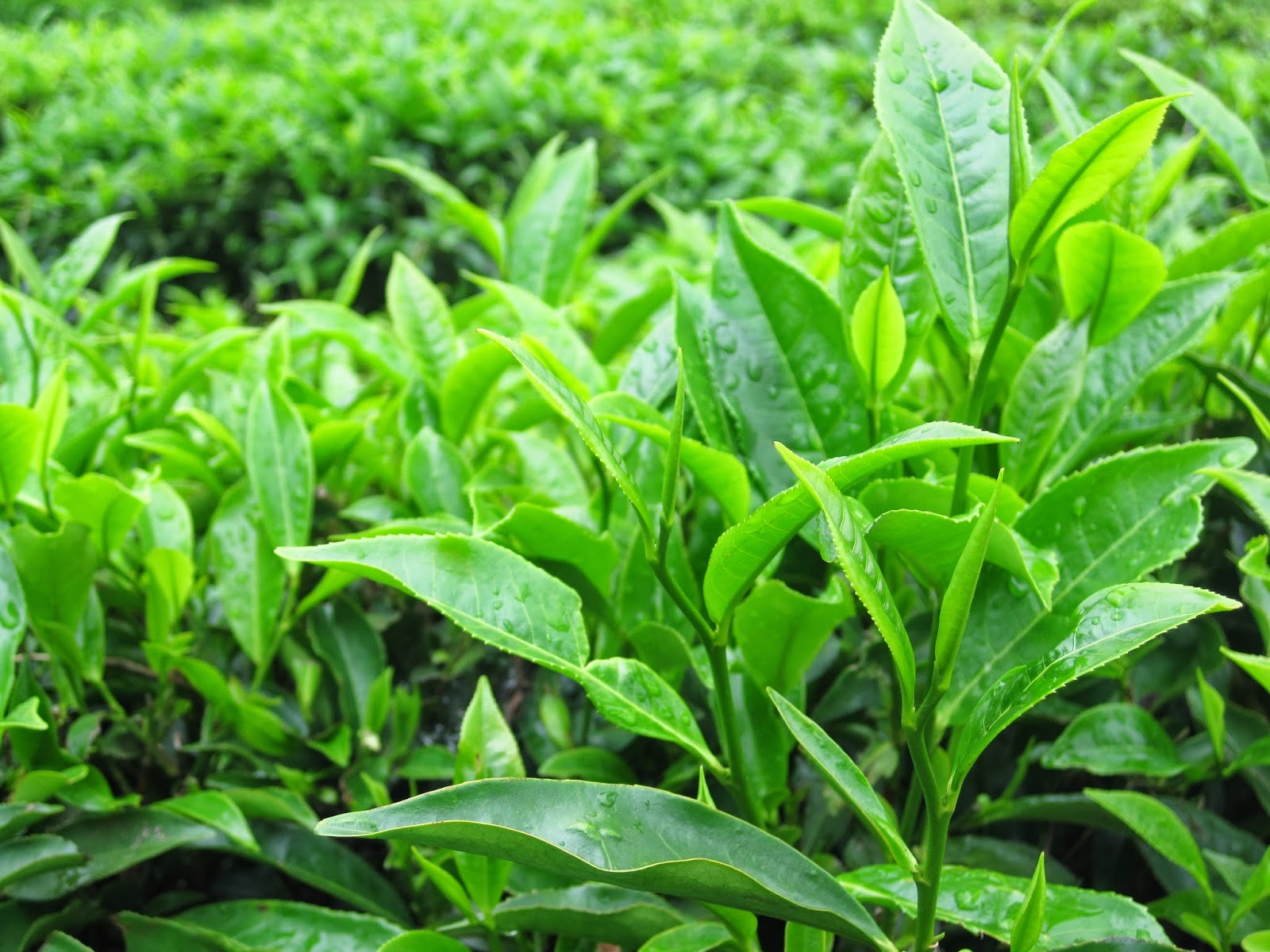 5 công dụng của Trà Xanh mà bạn không thể bỏ qua