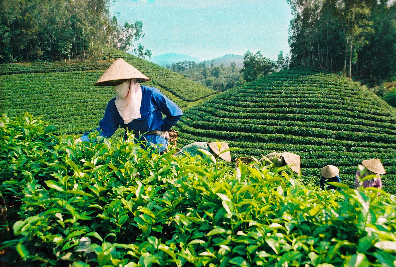 Bật mí bí quyết chiết xuất EGCG trong Trà Xanh Không Độ