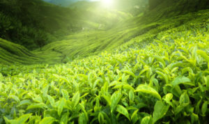 Trà xanh đóng chai giải nhiệt mùa hè