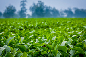 Uống trà xanh chữa bệnh