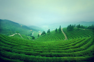 Uống Trà Xanh Không Độ đẩy lùi stress
