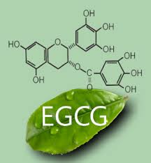 Lợi ích của EGCG là gì?