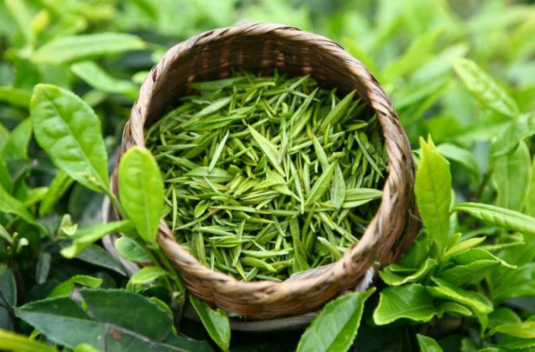 Trà xanh đóng chai có giữ được tinh chất của trà tươi không?